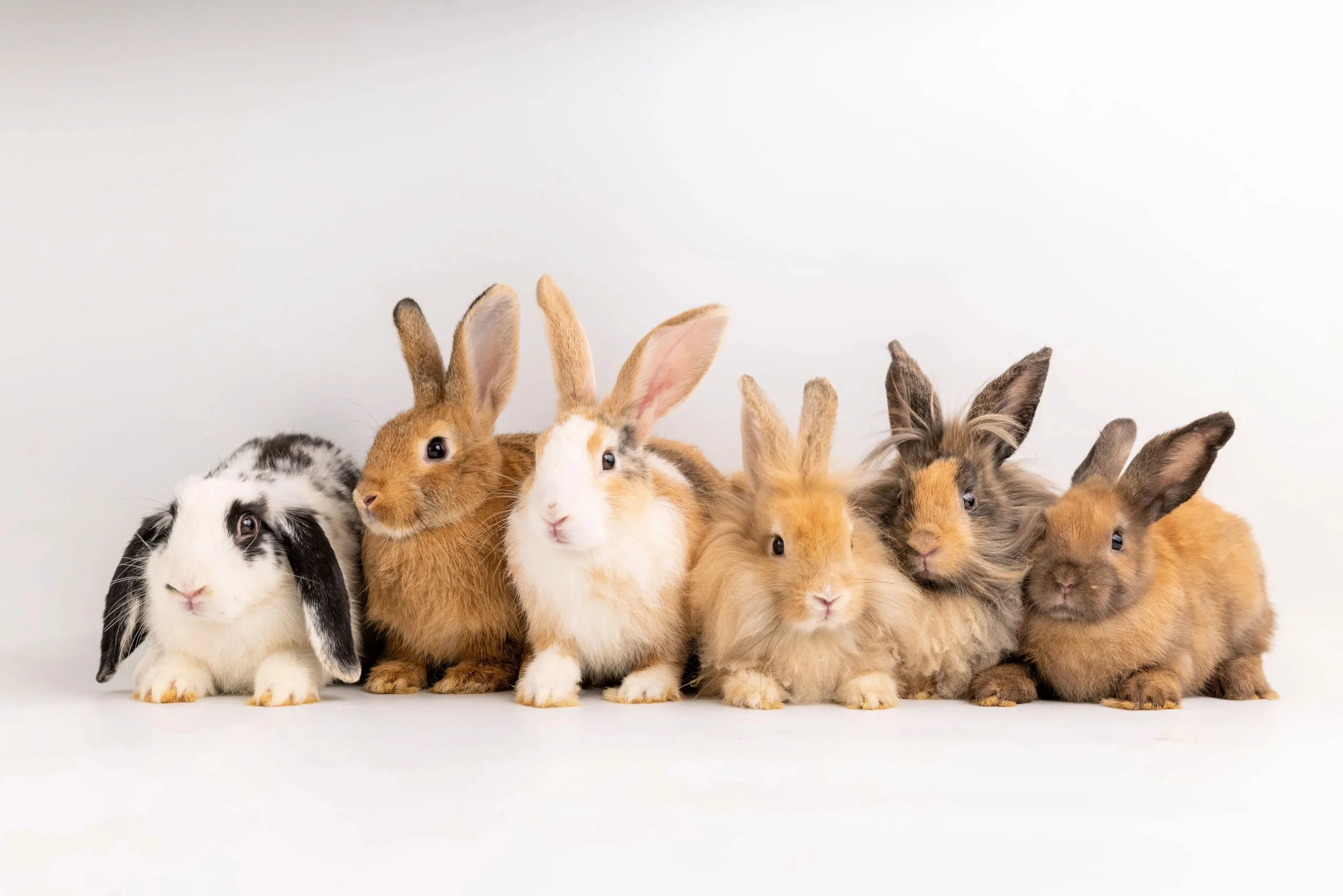 Best Pet Rabbit Breeds