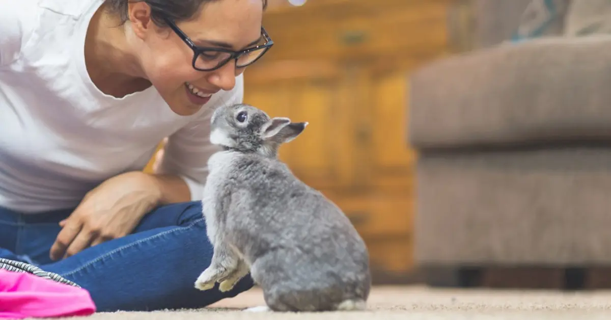 how to bond with your rabbit