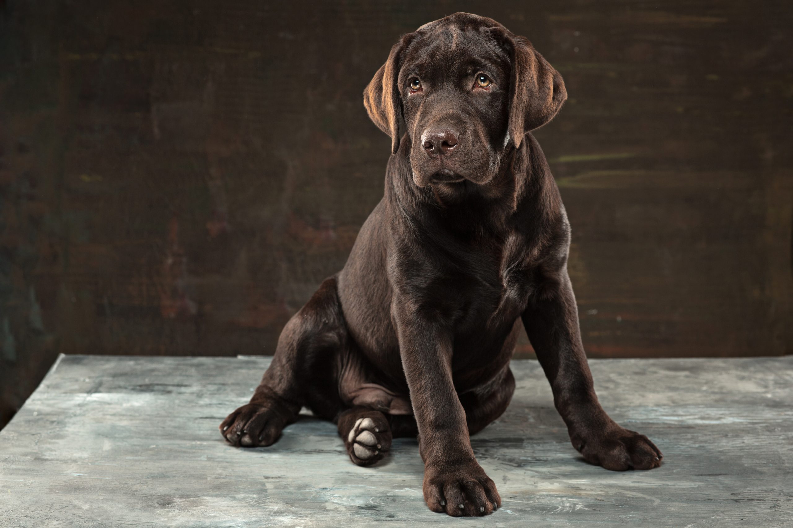Great Dane Puppies
