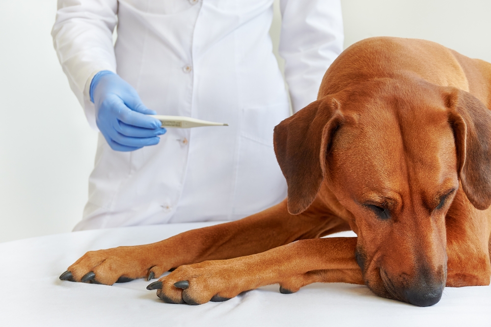 How To Check Your Dog’s Body Temperature