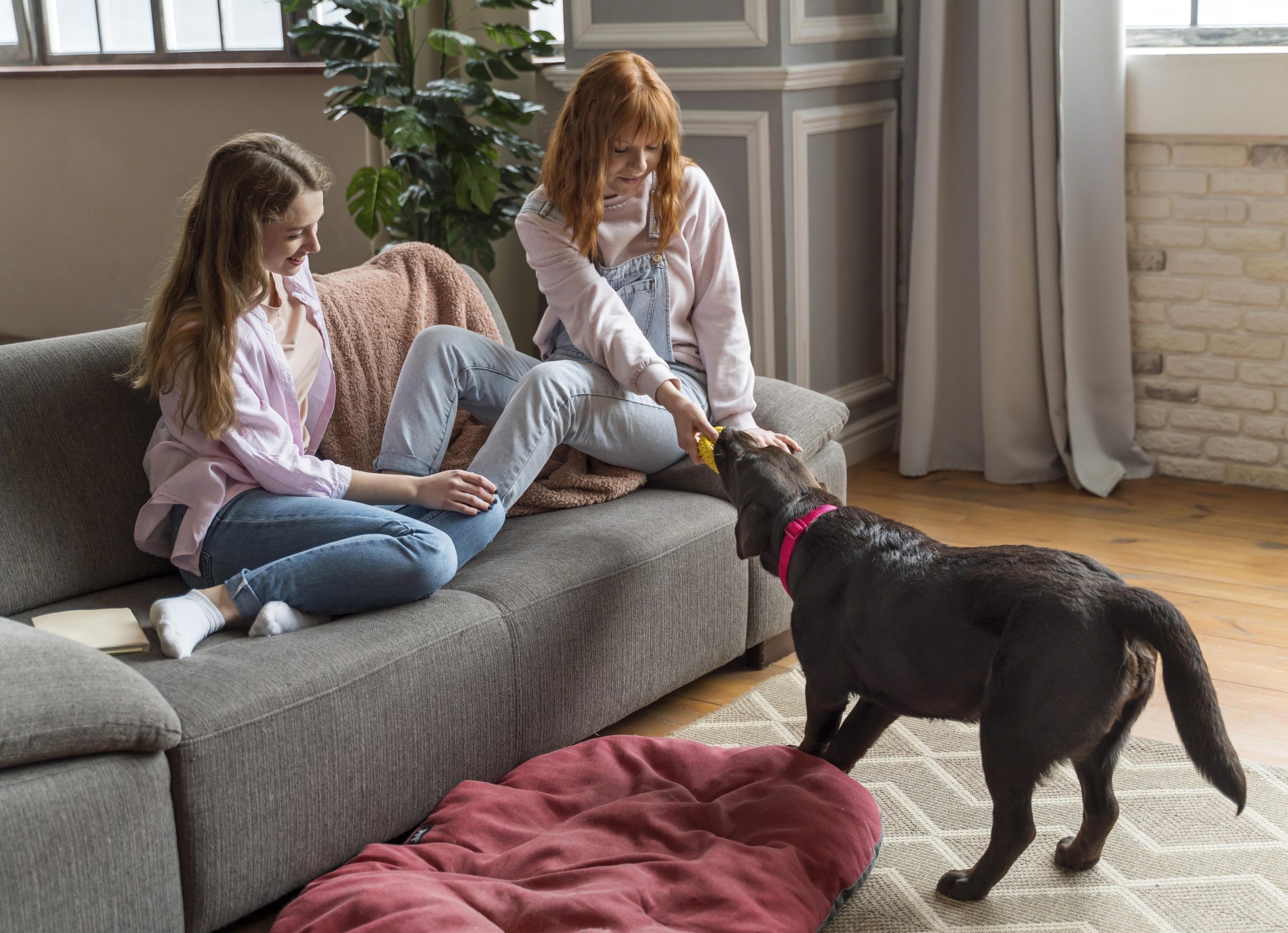 Dog Breeds for Apartment Living