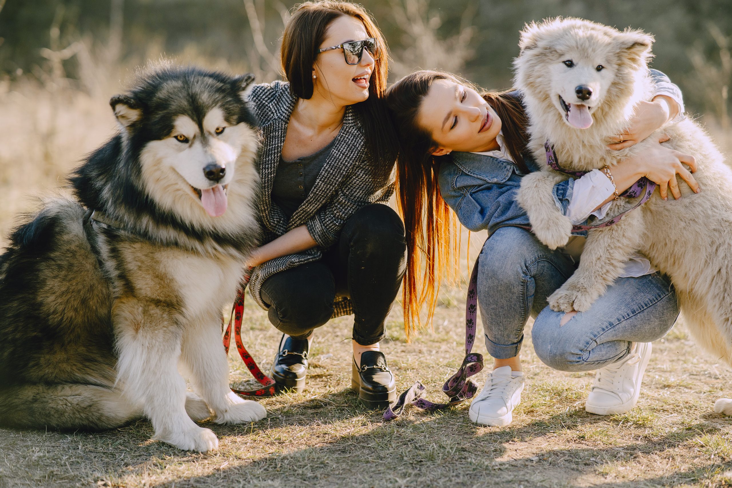Family-Friendly Dog Breeds