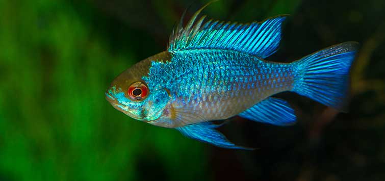 German Blue Ram