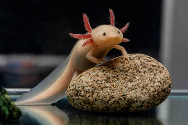 axolotl life expectancy
