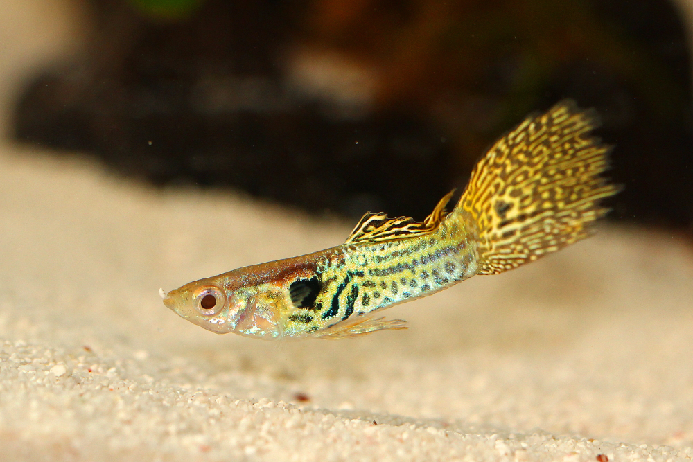 chili-rasbora