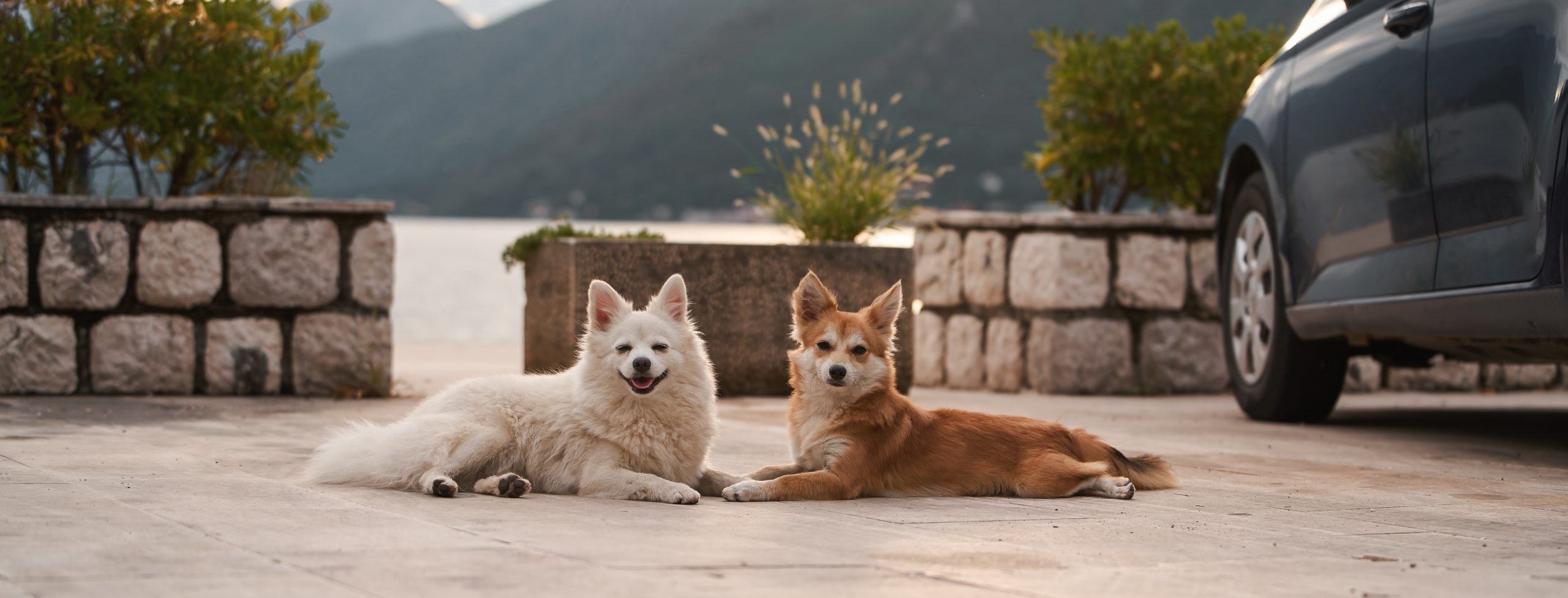 Gifts for Dog Lovers