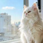how-much-are-maine-coon-cats