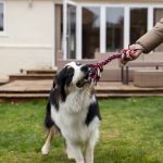 How to Get Your Dog to Stop Barking Effective Tips and Strategies
