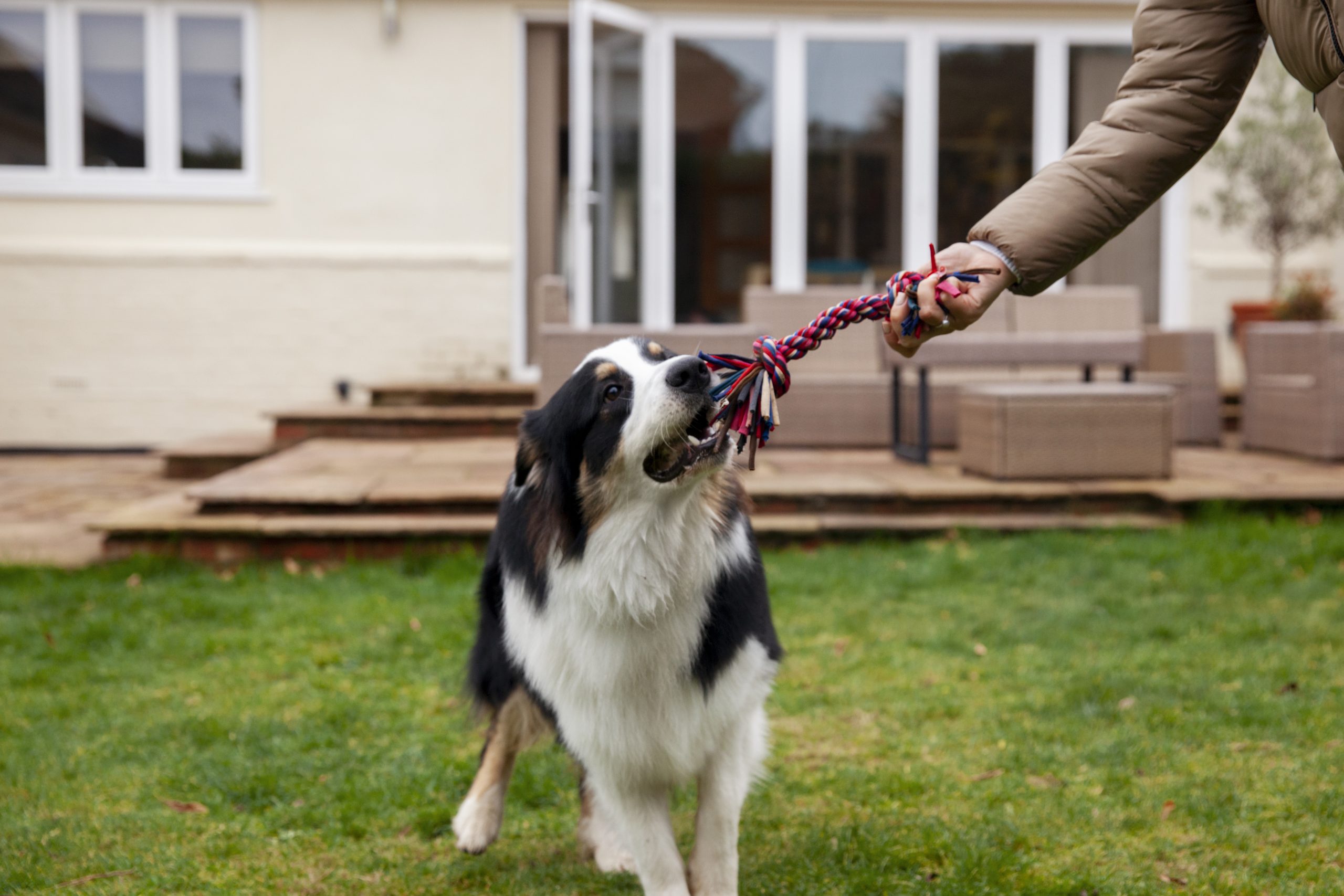 How to Get Your Dog to Stop Barking Effective Tips and Strategies