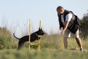 Why Do Dogs Resource Guard?