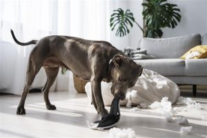 How to Manage Dogs with Rage Syndrome