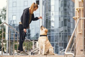 Symptoms of Resource Guarding in Dogs