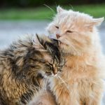 2-most-affectionate-cat-breeds
