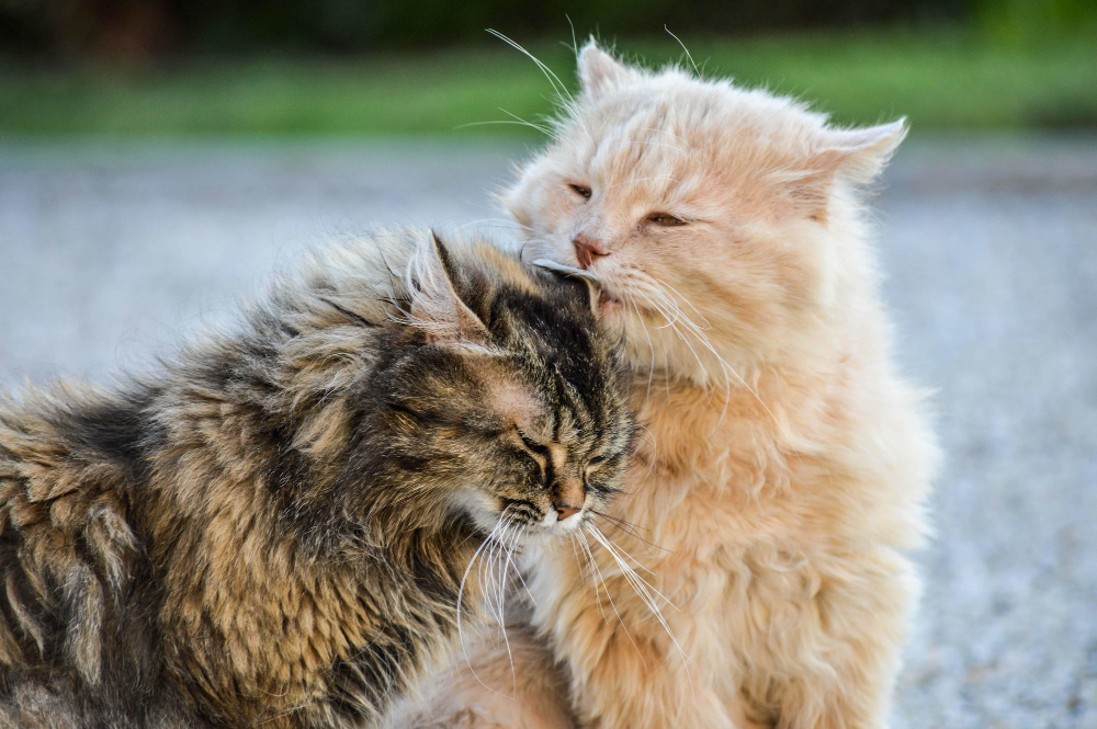2-most-affectionate-cat-breeds