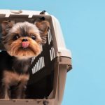Delta Flight Dog Diversion MSP