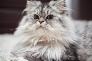 The Ragdoll