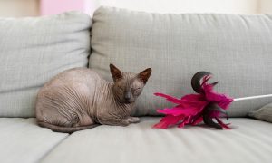 The Siamese