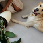 can dogs eat celery