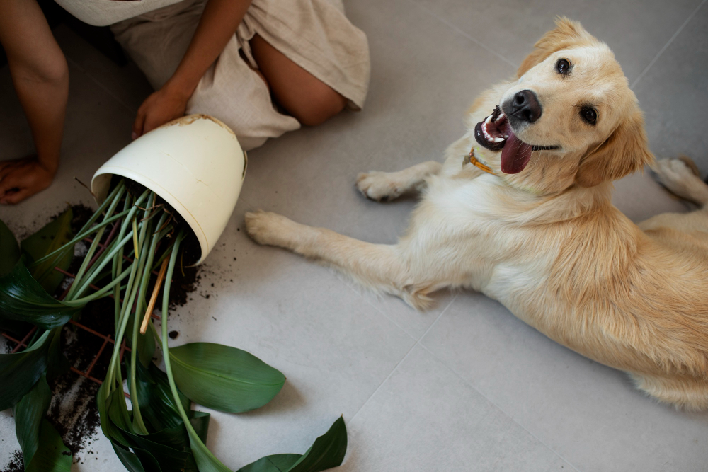 can dogs eat celery