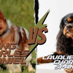 Cavalier King Charles Spaniel vs. King Charles Spaniel