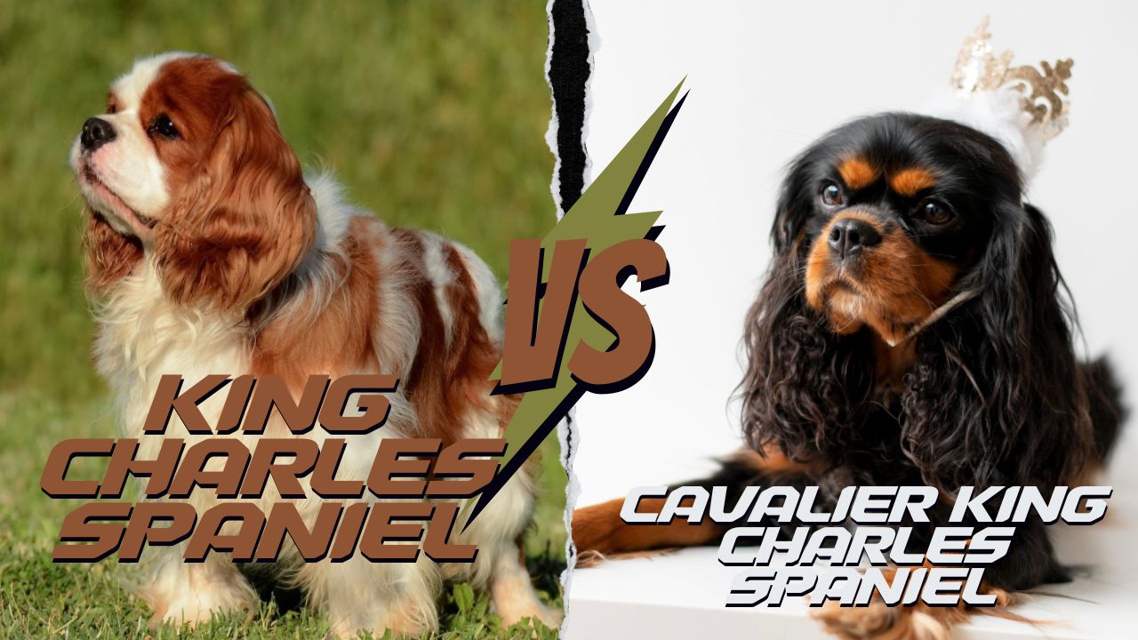 Cavalier King Charles Spaniel vs. King Charles Spaniel