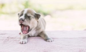 When Do Puppies Lose Their Teeth