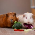 can-guinea-pigs-eat-green-beans