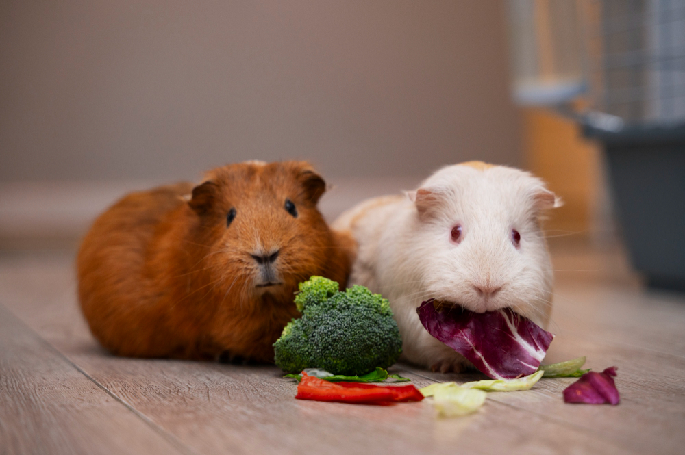 can-guinea-pigs-eat-green-beans