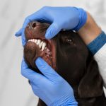 how-many-teeth-do-dogs-have