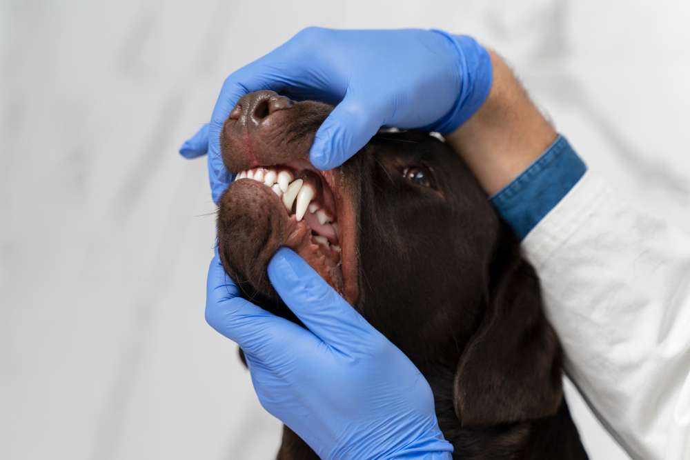 how-many-teeth-do-dogs-have
