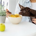 what-is-the-best-low-fat-dog-food-for-pancreatitis