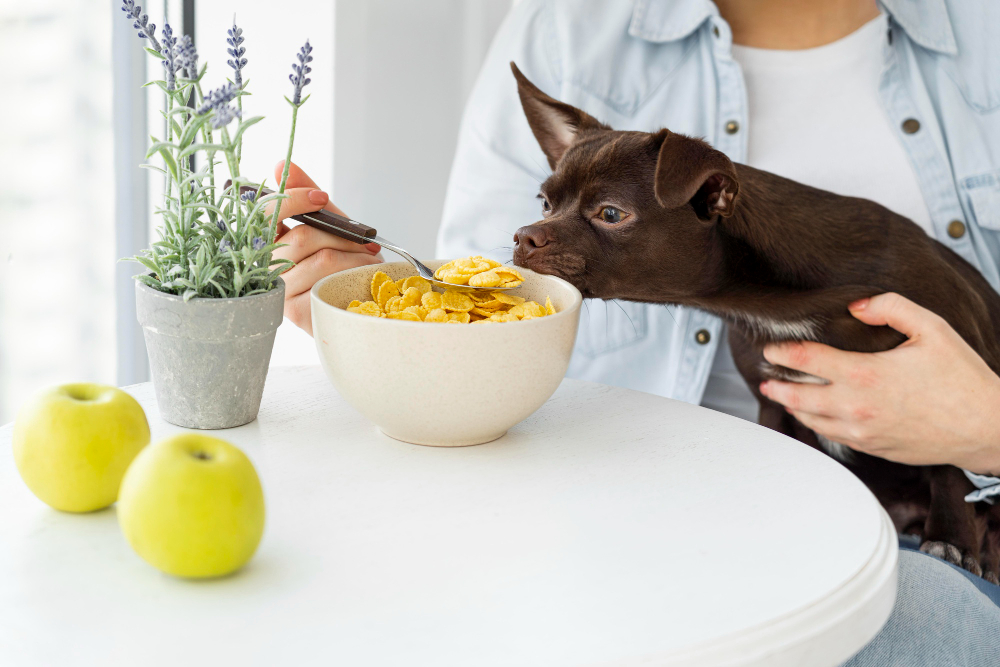 what-is-the-best-low-fat-dog-food-for-pancreatitis
