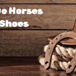 why-do-horses-need-shoes