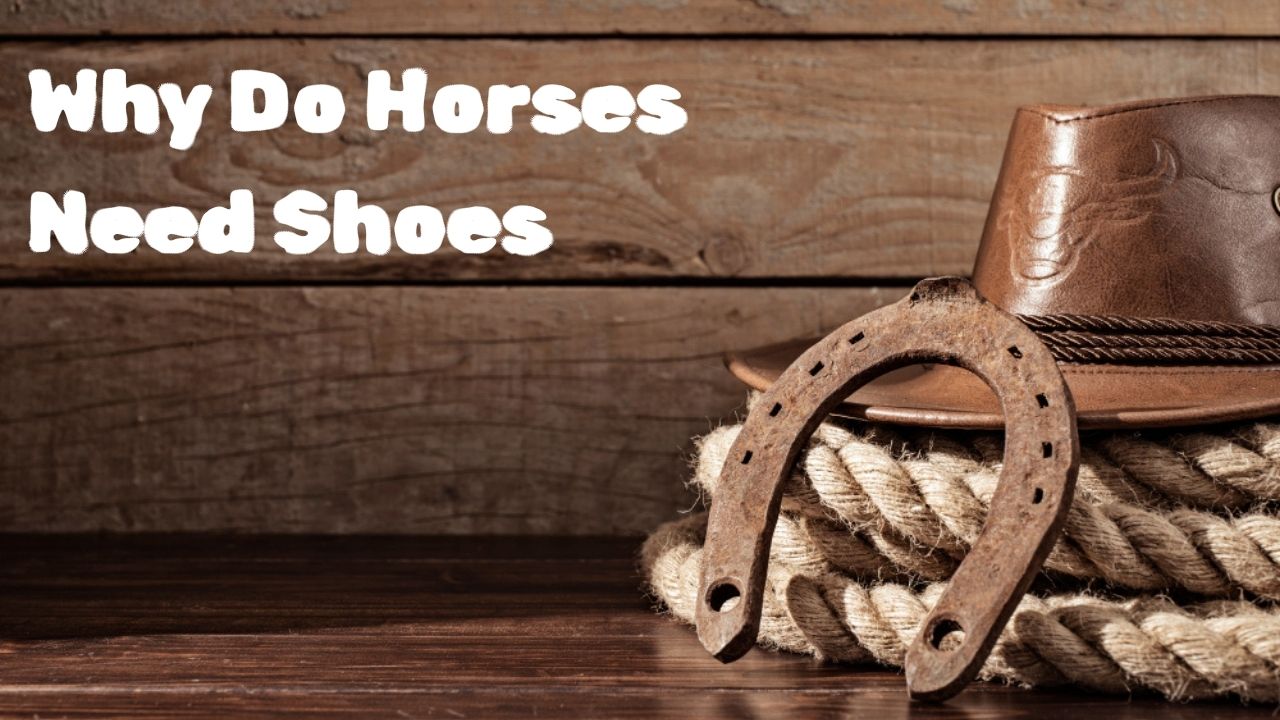 why-do-horses-need-shoes