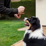 why-is-my-dog-shaking