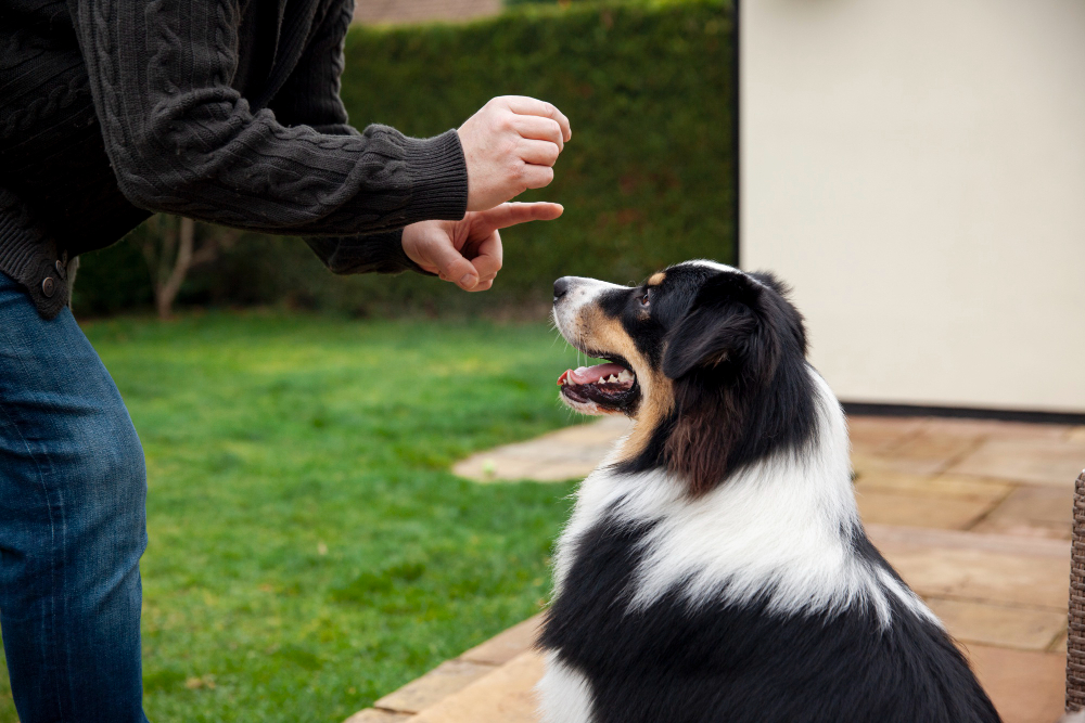 why-is-my-dog-shaking