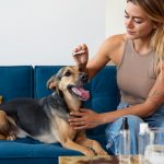 benefits-of-probiotics-for-dogs-how-good-bacteria-support-your-dogs-health