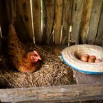 chicken-nesting-boxes