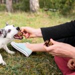 best-dog-treats-for-training