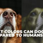 What Colors Can Dogs See