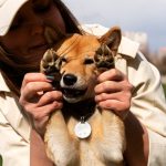 affordable-personalized-pet-id-tags-with-unique-designs