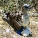 blue-footed-boobies