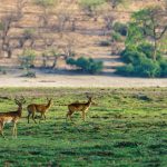 meade-county-deer-euthanized