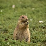 Did the groundhog see his shadow