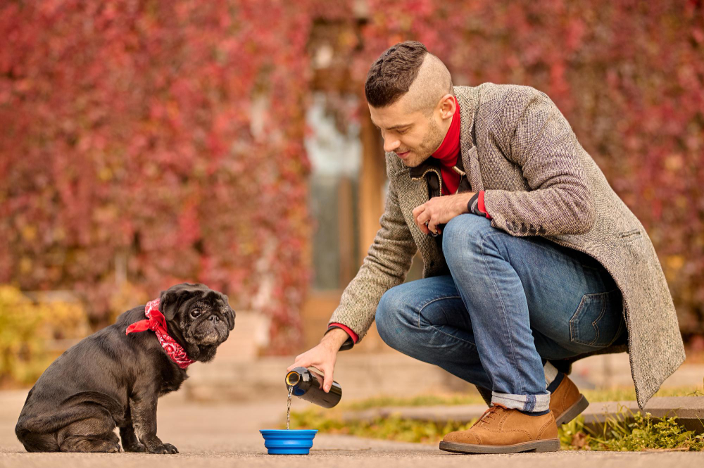 from-puppies-to-seniors-domitail-redefines-everyday-nutrition-for-dogs-at-every-life-stage
