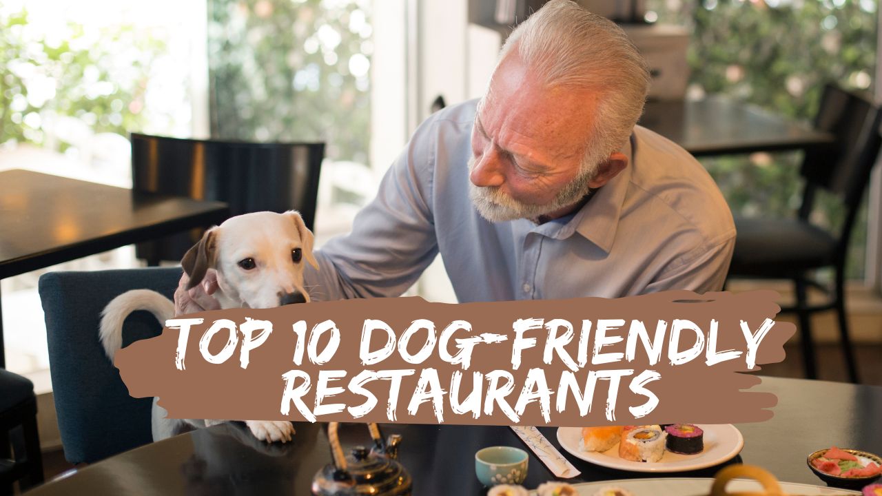 top-10-dog-friendly-restaurants