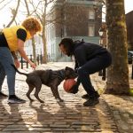 train-different-types-of-dogs-tips