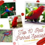 top-10-red-parrot-species