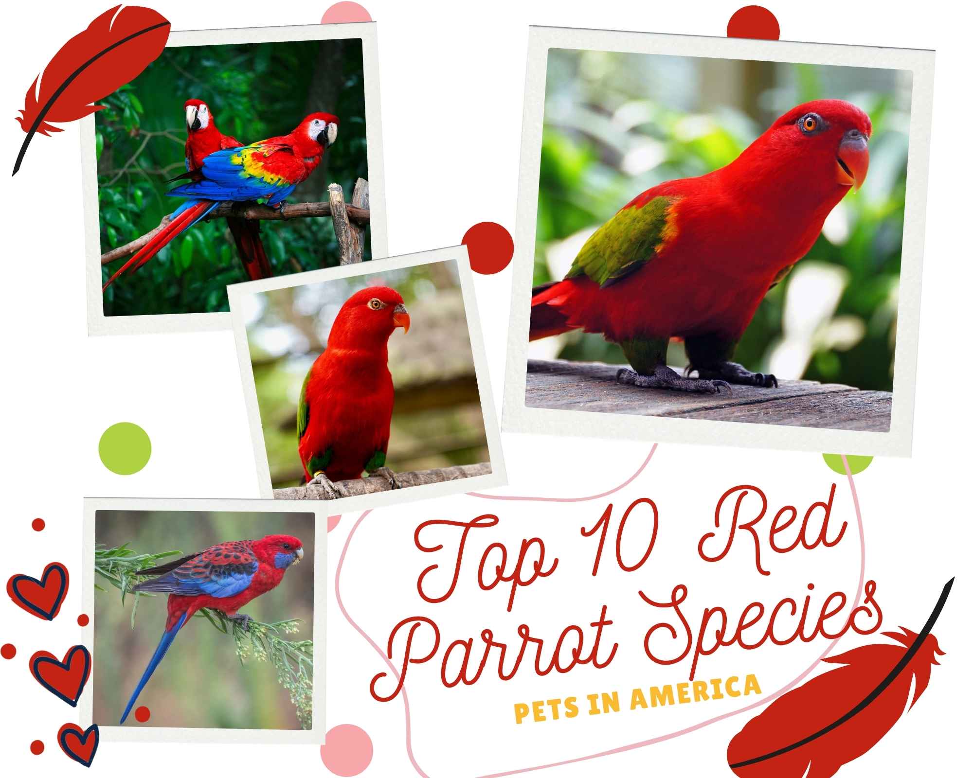 top-10-red-parrot-species