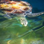 best-places-to-swim-with-turtles